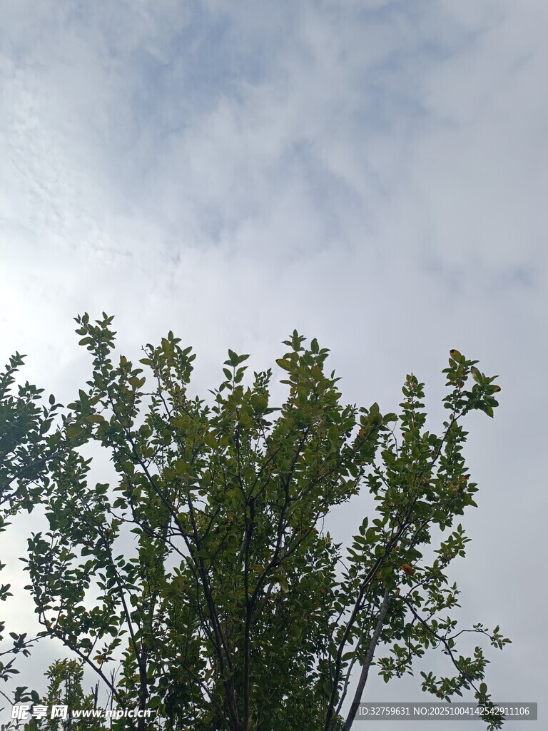 树梢上的天空与绿叶
