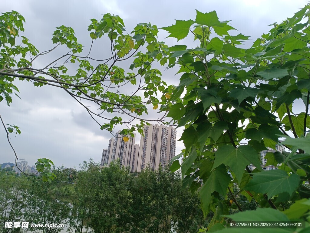 绿叶掩映下的城市建筑