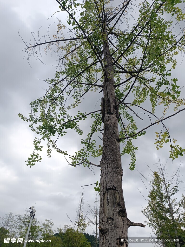 高大挺拔的单棵树木