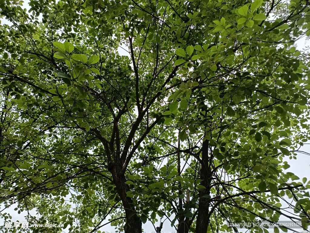 繁茂绿树展现盎然生机