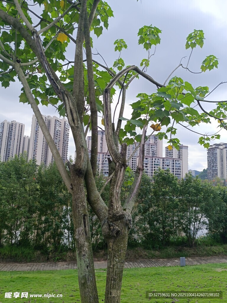 公园中枝干独特的绿树