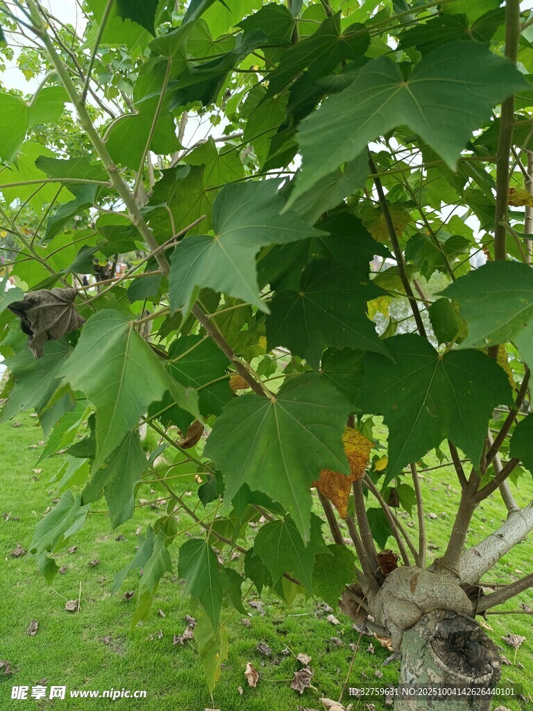 绿叶间的多彩果实