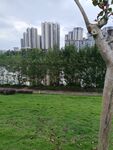 城市绿地旁的高楼景观
