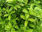 翠绿繁茂的叶片植物