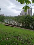 城市河畔的绿意景致