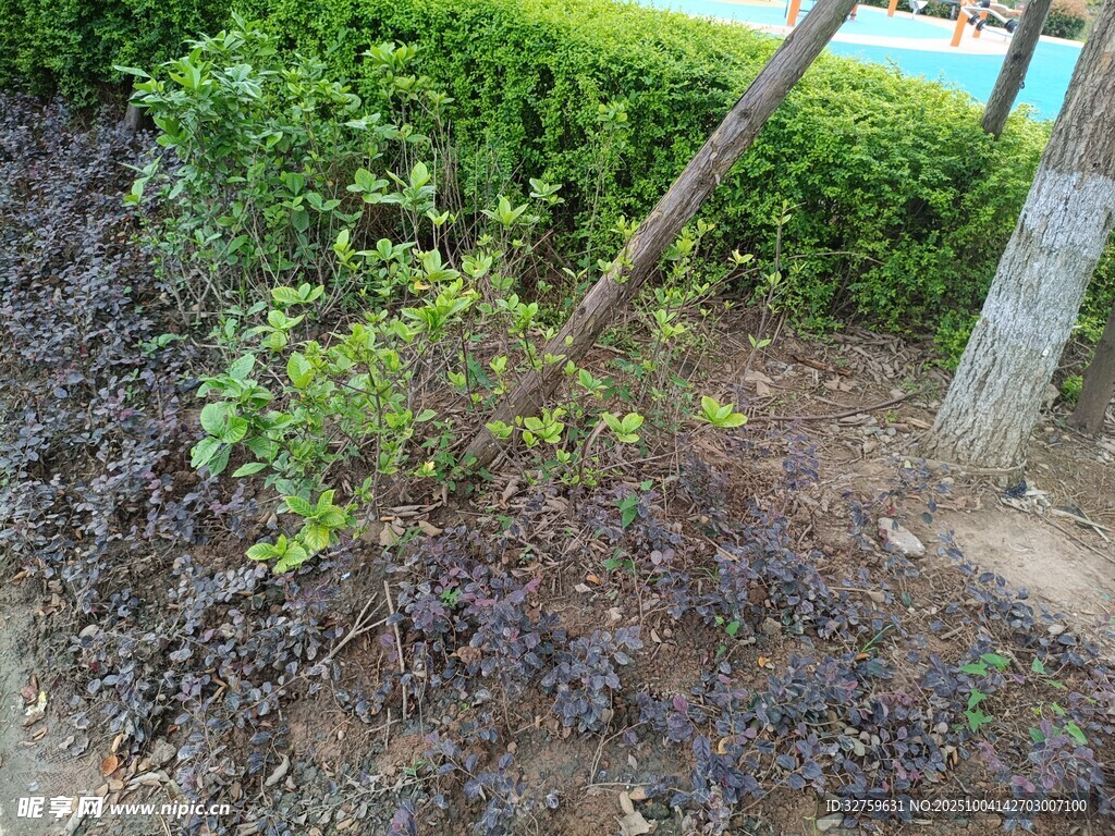 小树扎根于泥土中