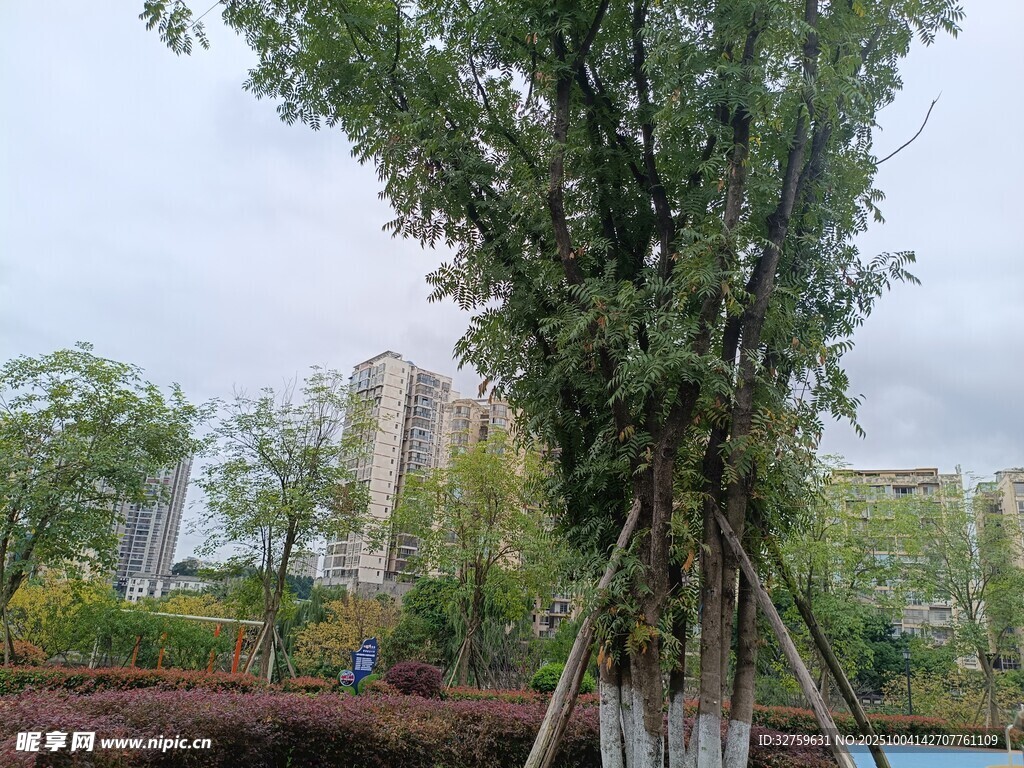 城市中被支撑的高大绿树