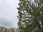 城市中枝叶繁茂的绿树