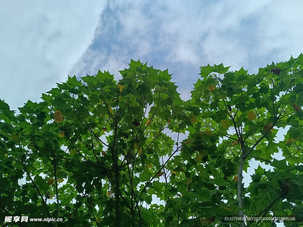 绿树之上的蔚蓝天空