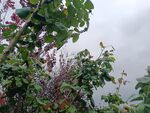 雾中繁茂绿植景观