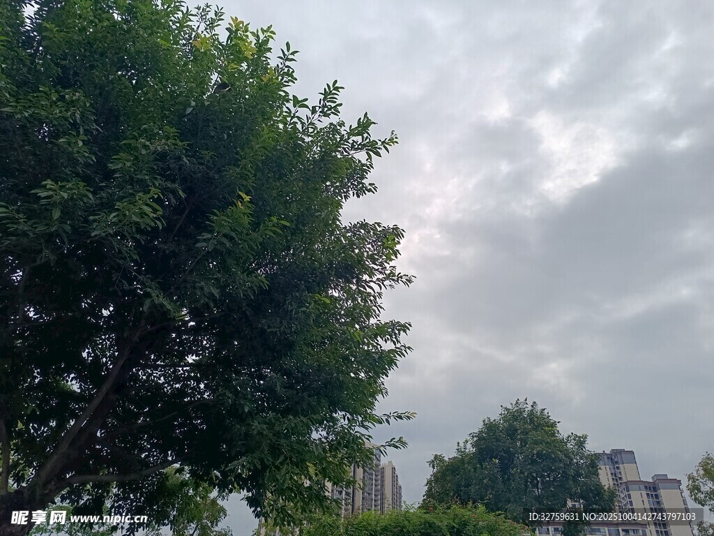 绿树映天 