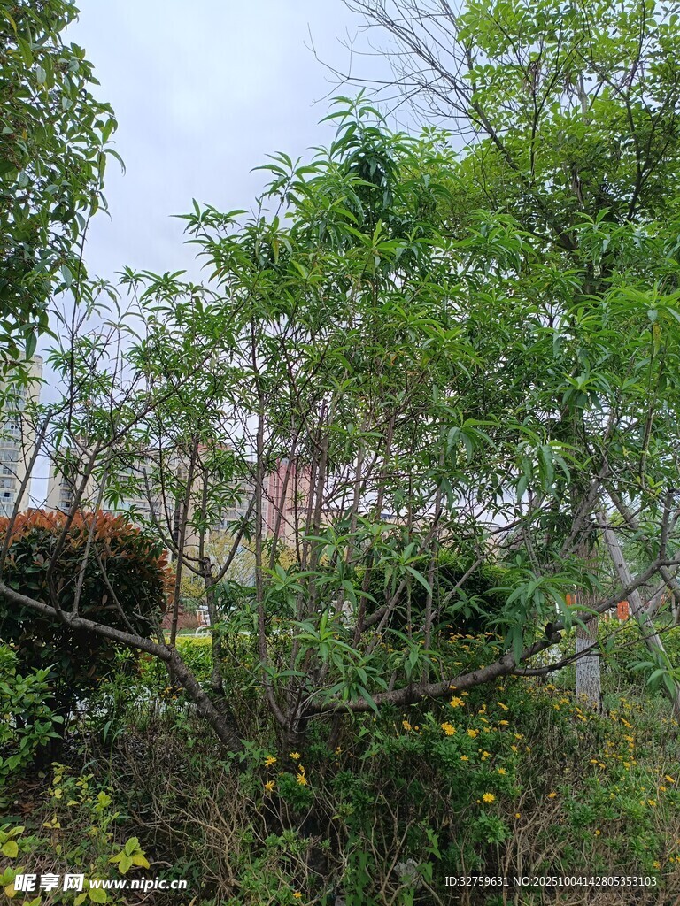 绿意盎然的繁茂树林