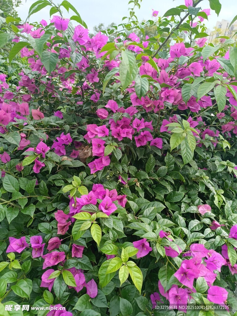 盛开的紫色三角梅景观