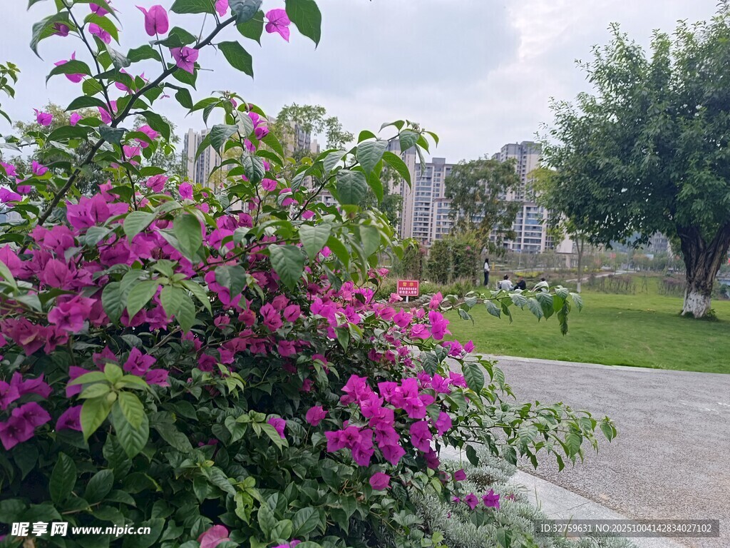 路边绽放的艳丽三角梅