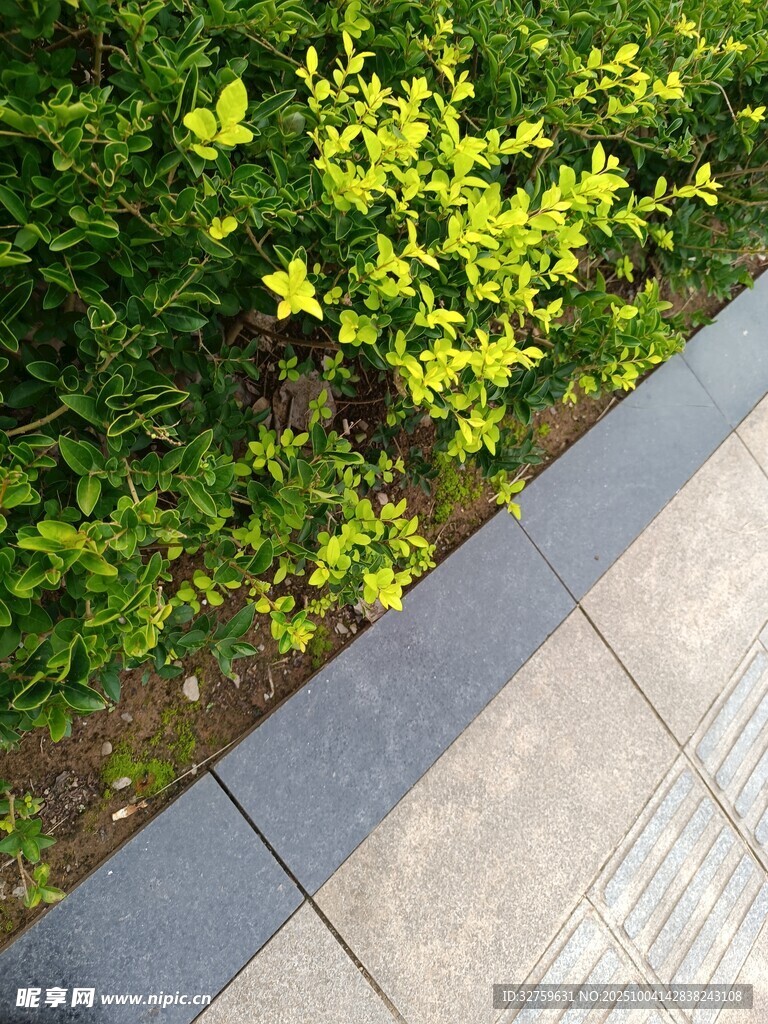 路边翠绿灌木与石板路