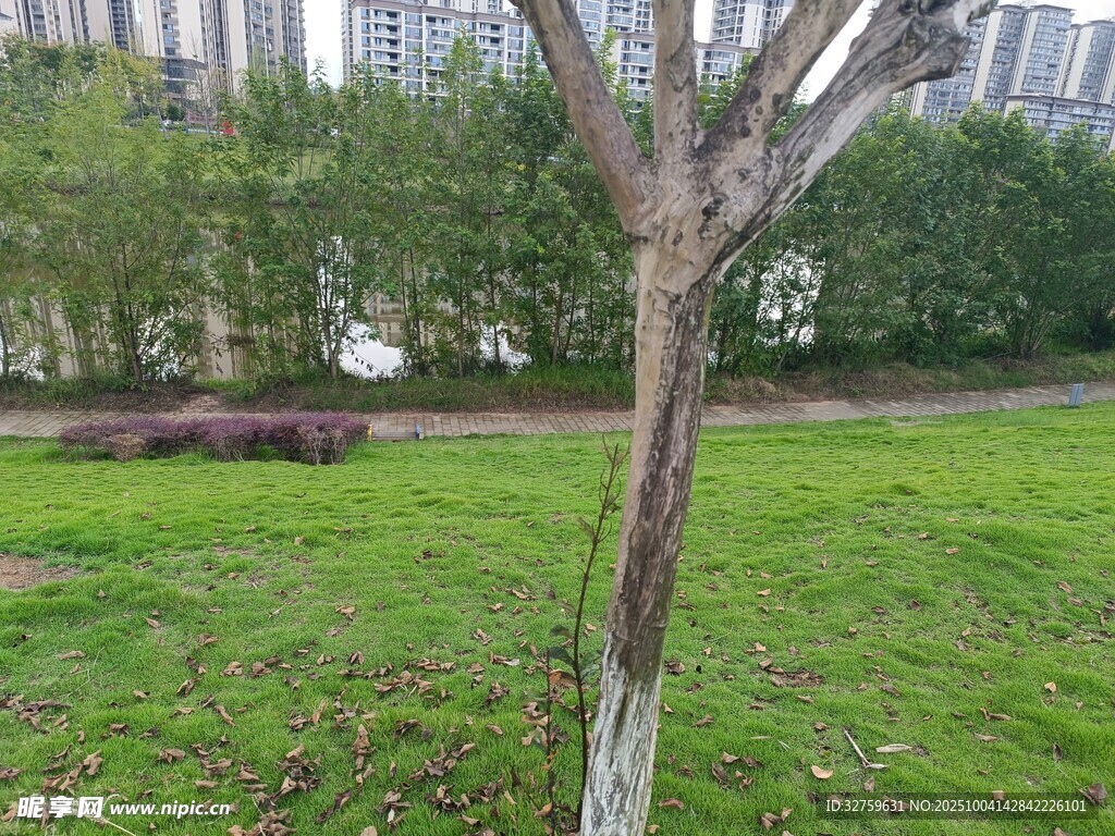 孤树立于绿草地
