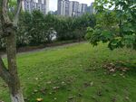 城市中绿意盎然的草地