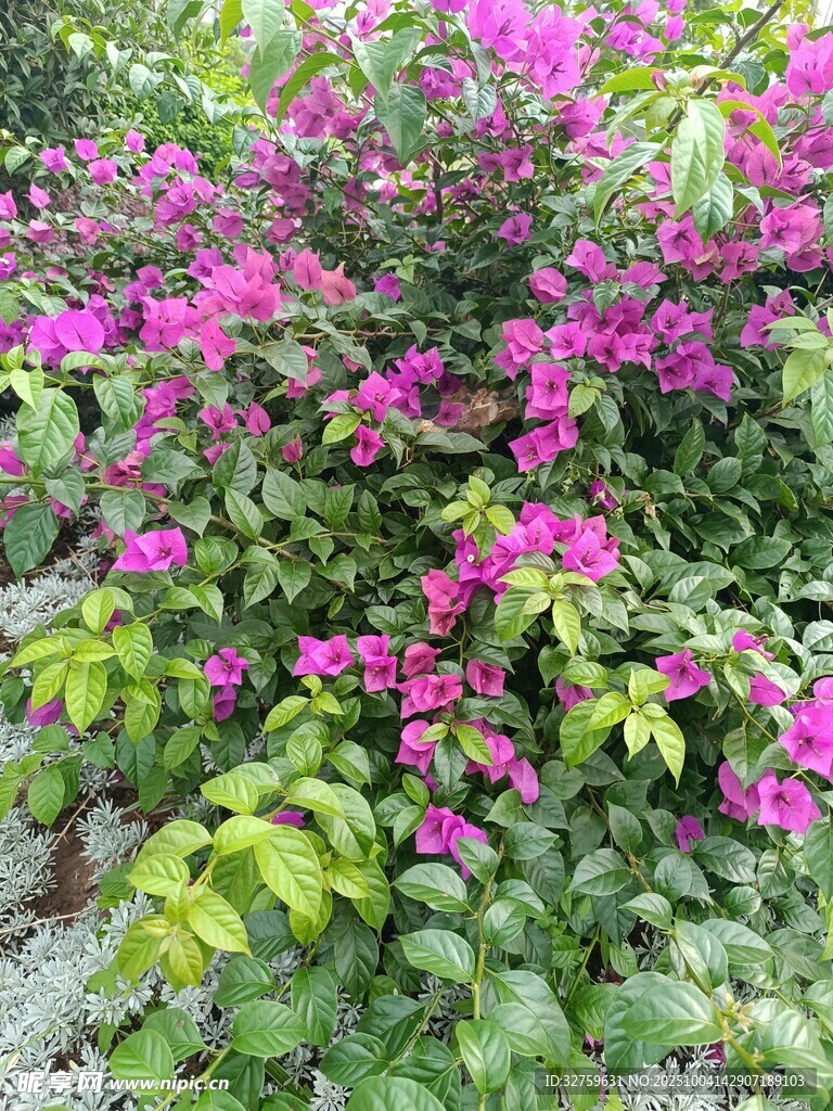 绽放的艳丽三角梅