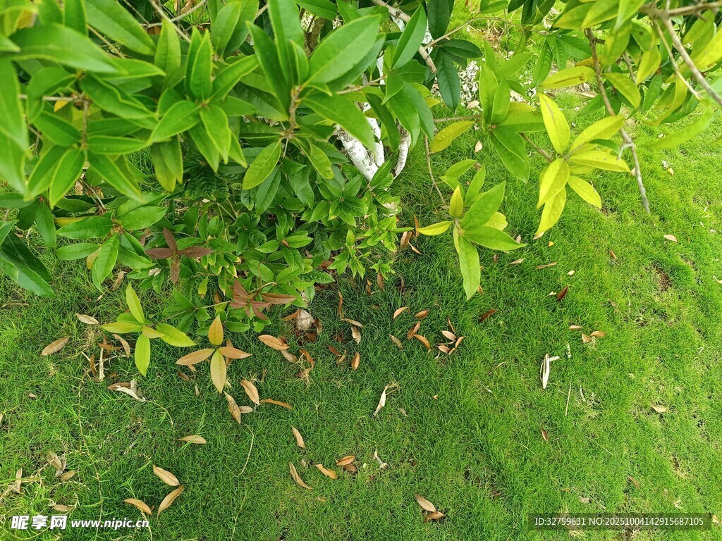 翠绿植物与草地的自然景致