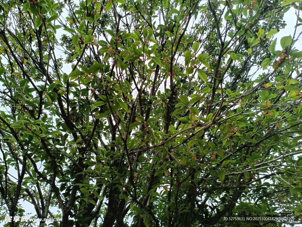 繁茂绿树展现自然生机