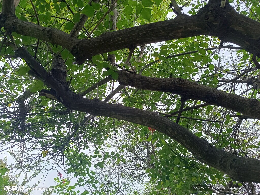 仰视繁茂树枝绿叶