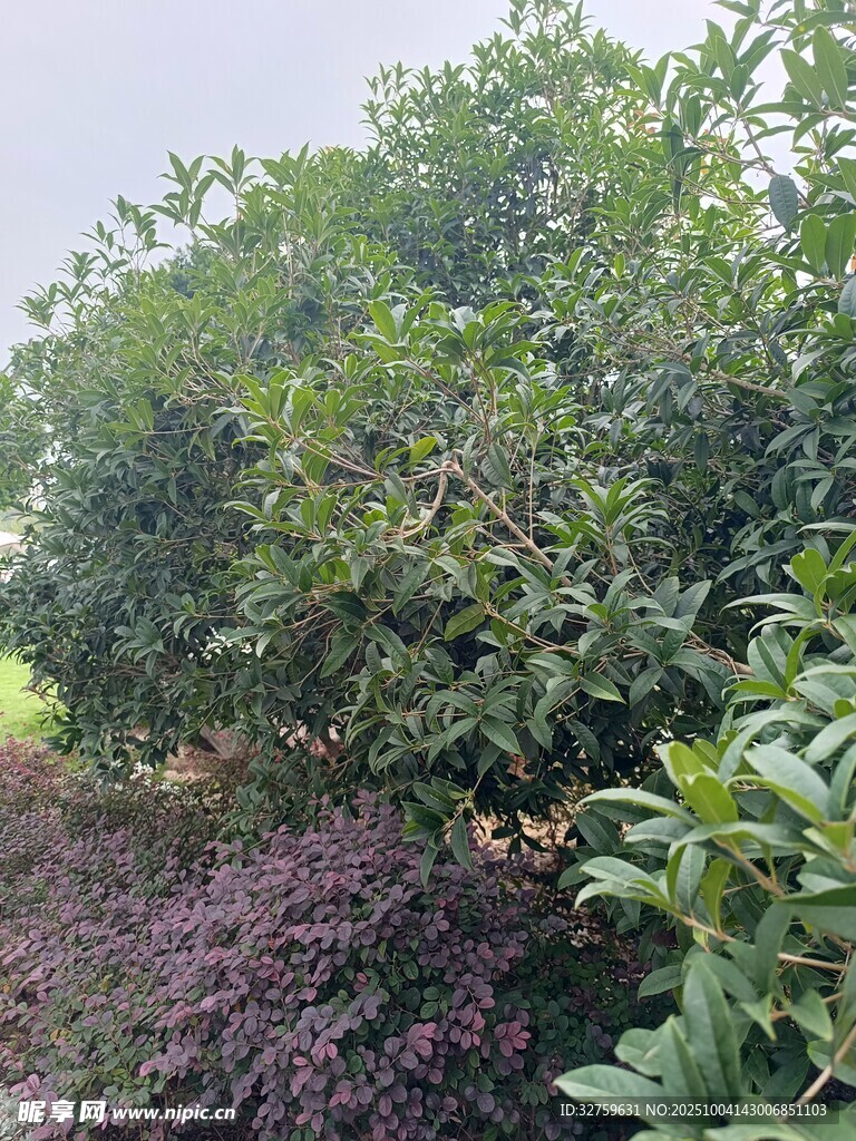 繁茂绿植景观