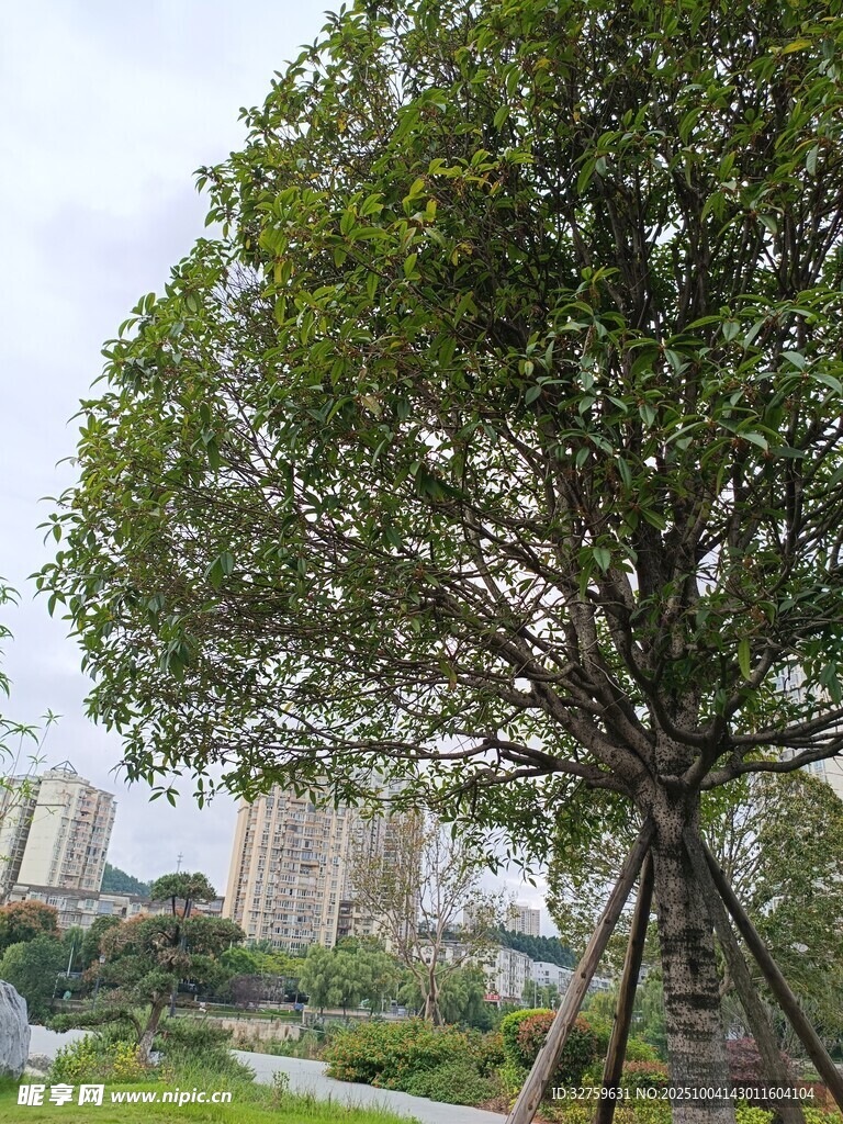 城市中大树支撑稳固生长