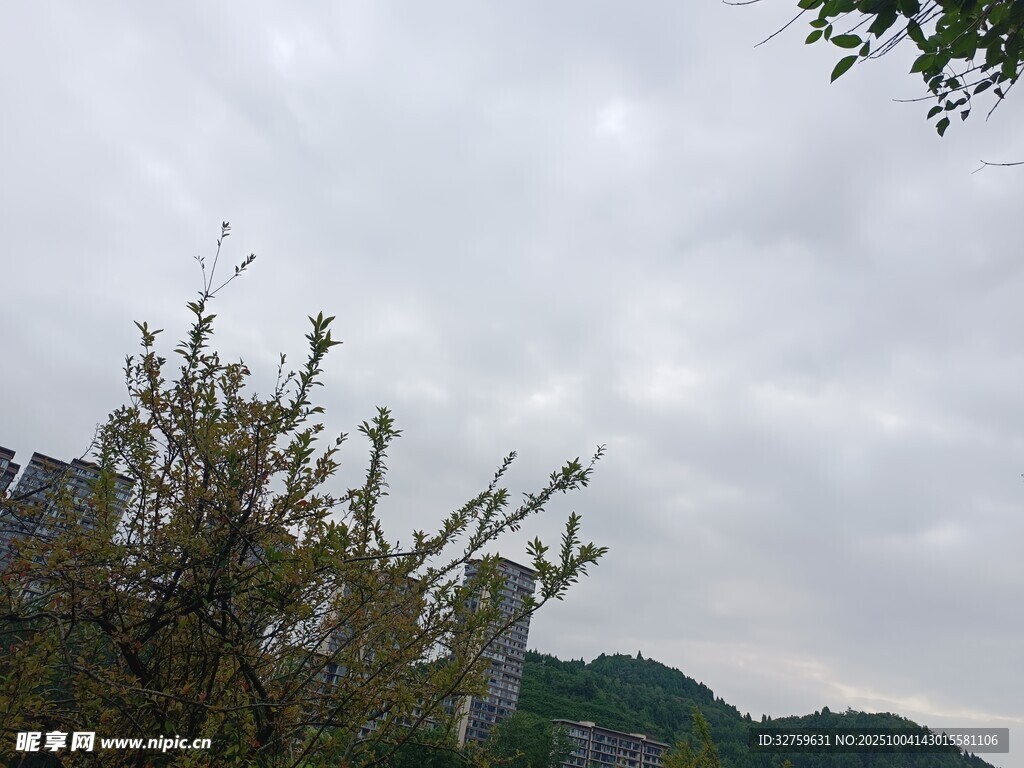 山间云雾中的树木景观