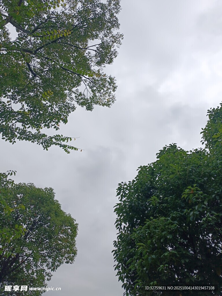仰视葱郁树冠与灰白天空