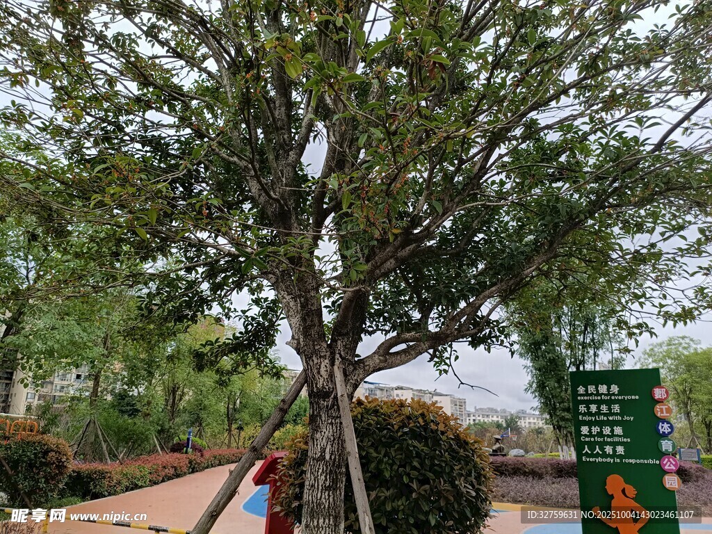 公园中茂盛的绿树