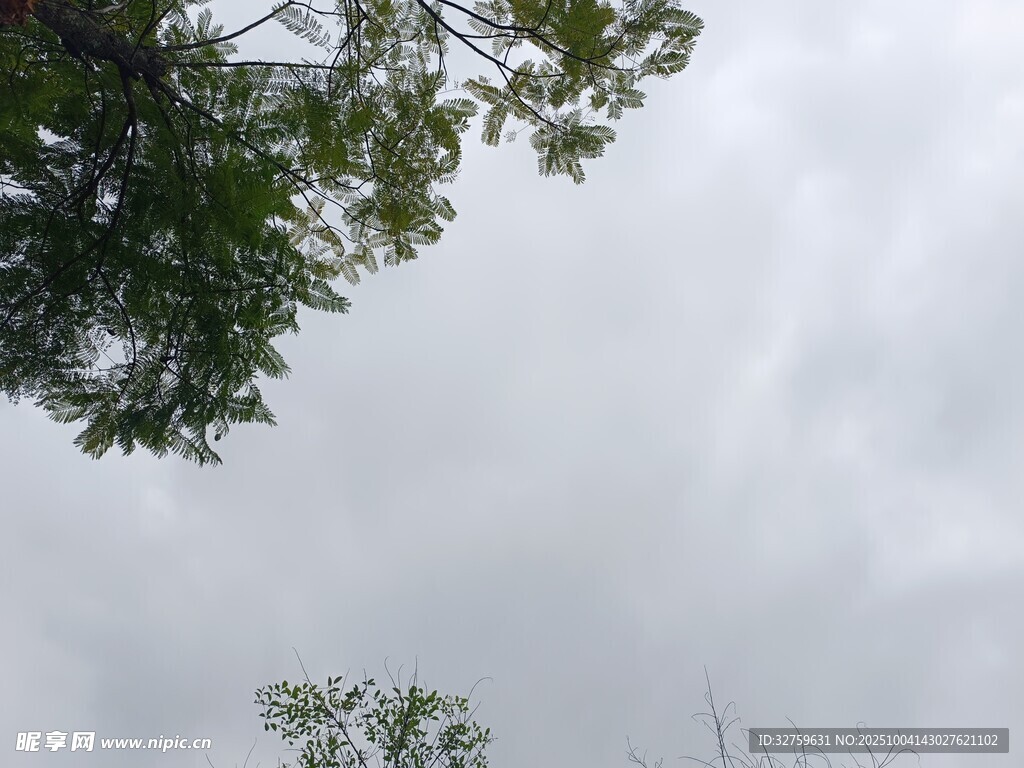 仰视树冠与阴沉天空
