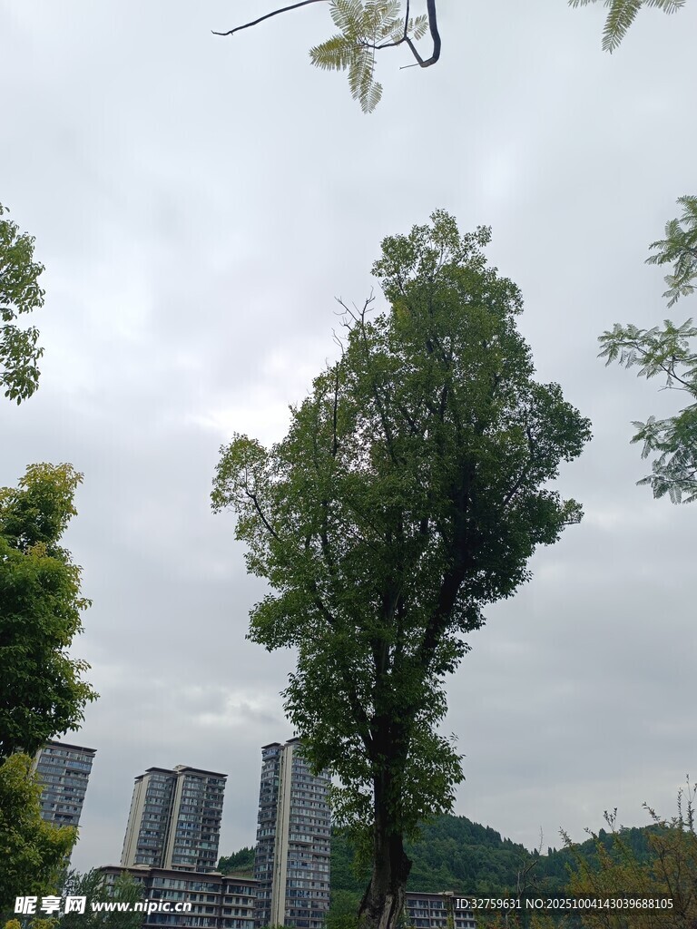 城市中挺拔的绿树