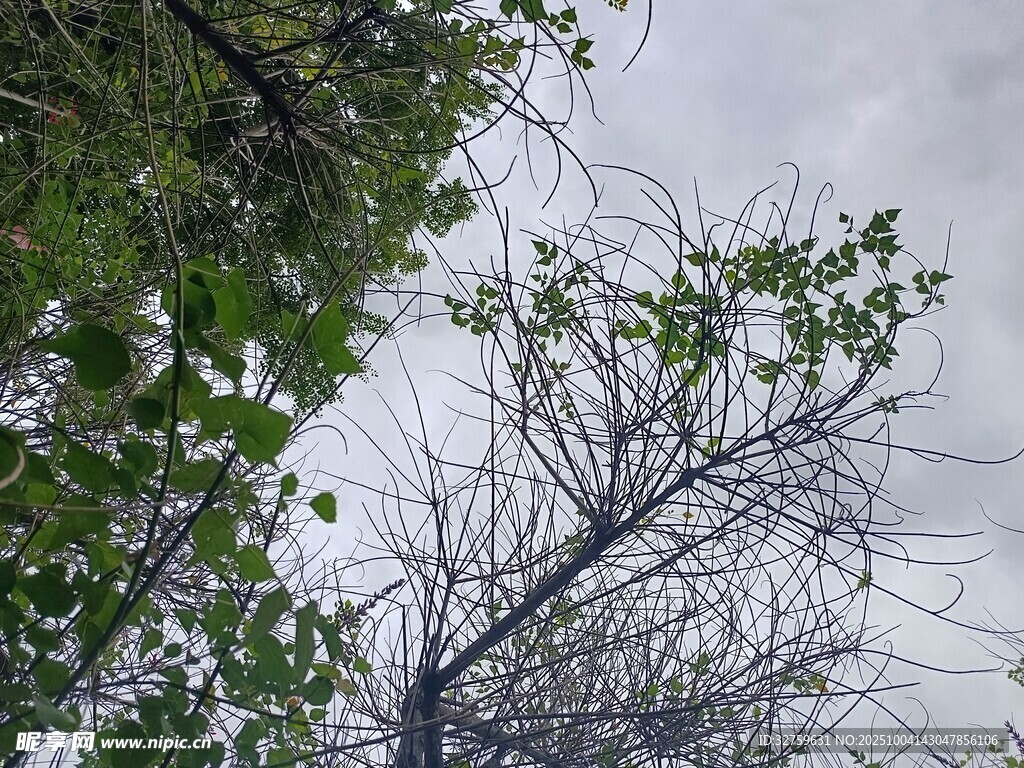 枯荣树木 