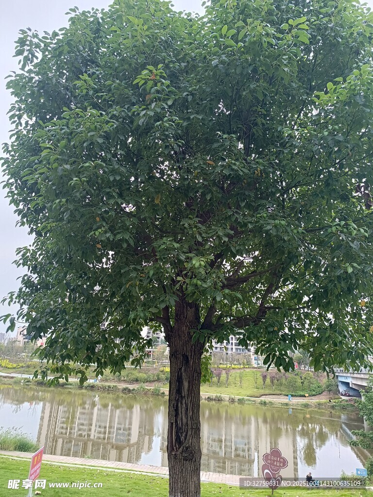 湖畔绿树成荫景色宜人