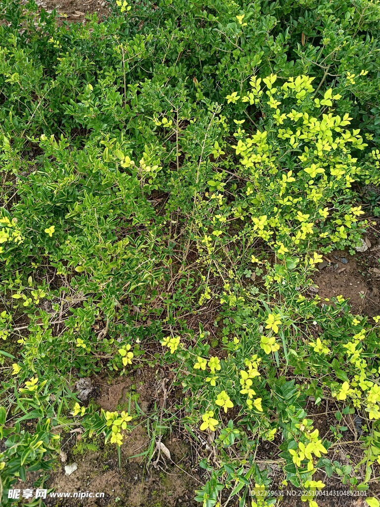 地面黄色小花绿植景观