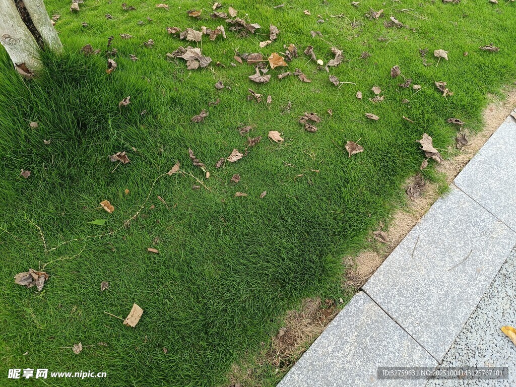路边草地散落枯黄树叶