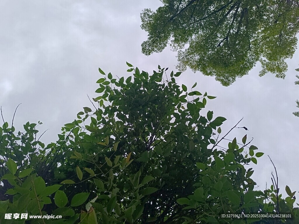 仰视繁茂绿树与天空