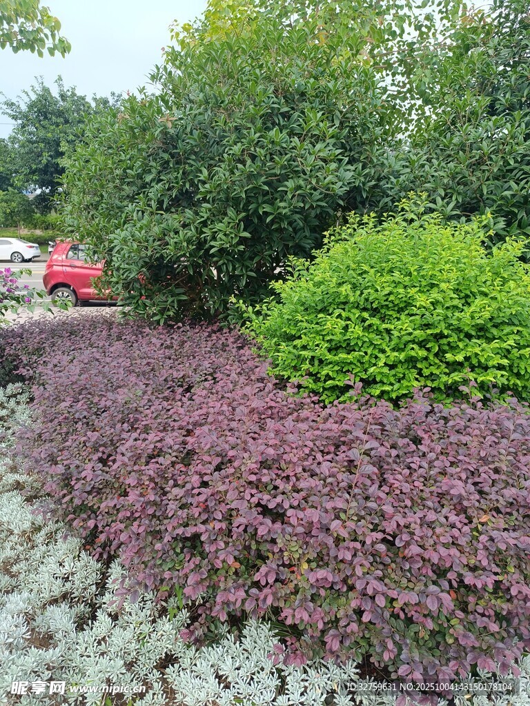 多彩植物景观