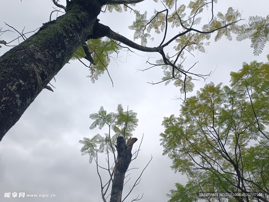 仰视繁茂树木与天空