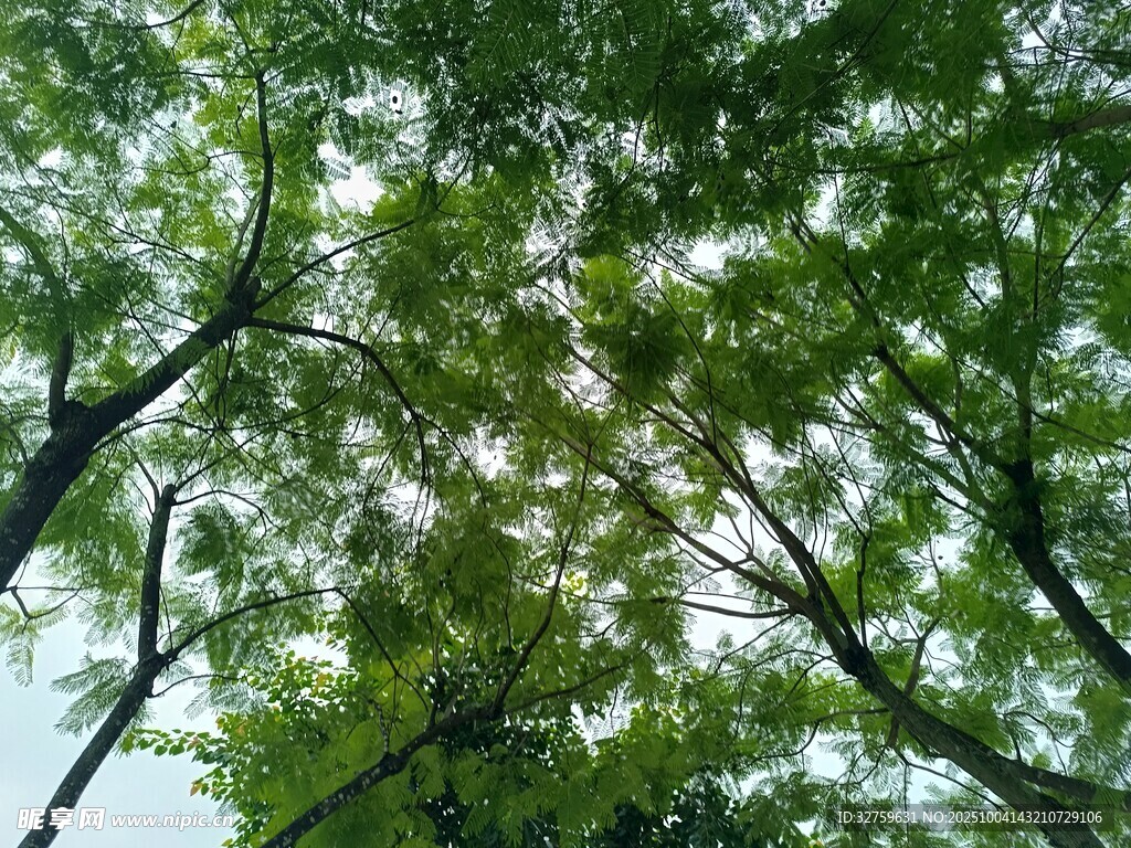 仰视茂密绿树树冠