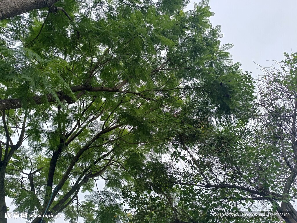 枝叶繁茂的绿树景象