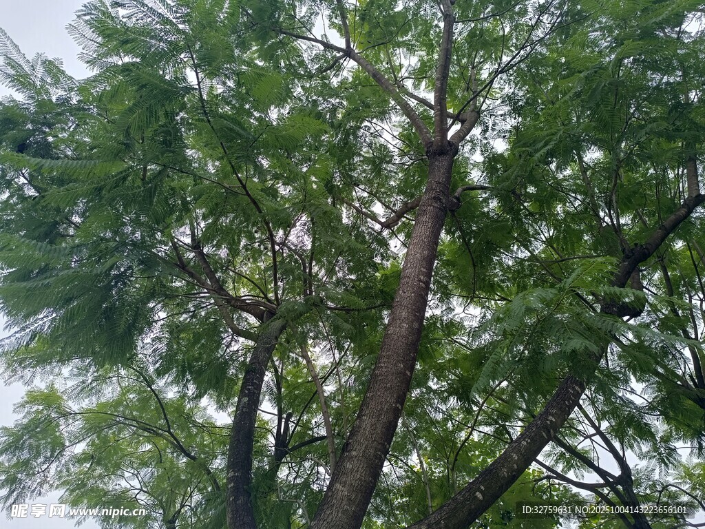 高大绿树