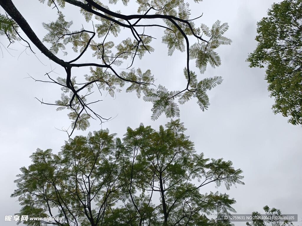 仰视繁茂树木枝叶