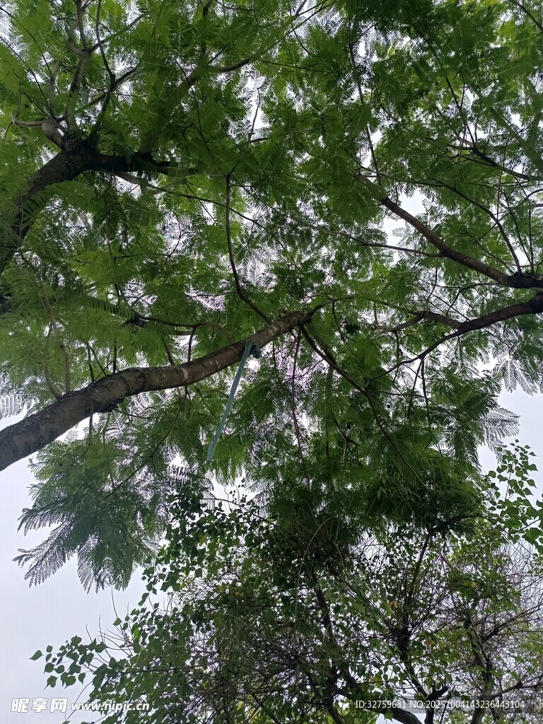 仰视繁茂枝叶与花朵