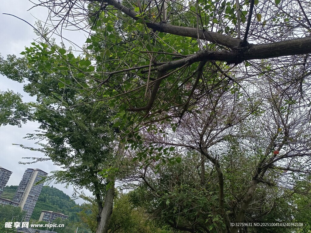 绿树繁茂的户外景象