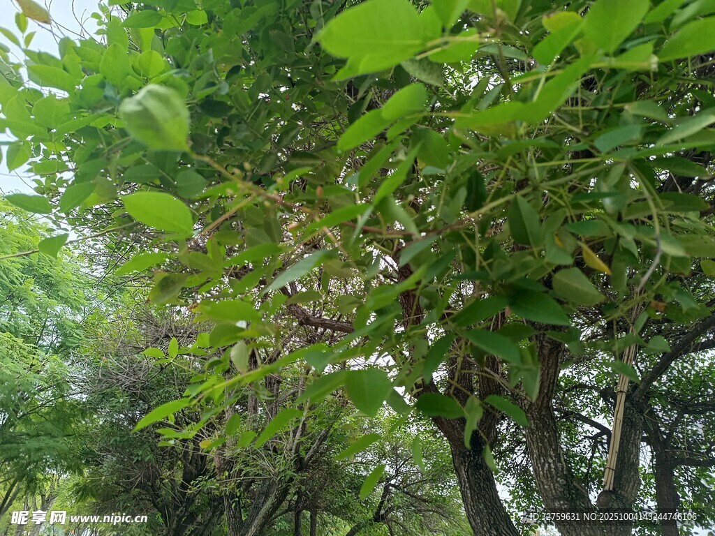 绿叶繁茂的树木景观