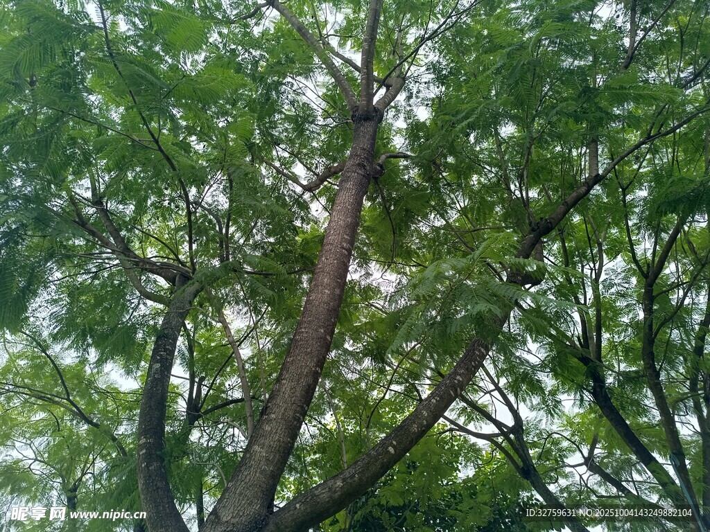 仰视茂密树林中的树木