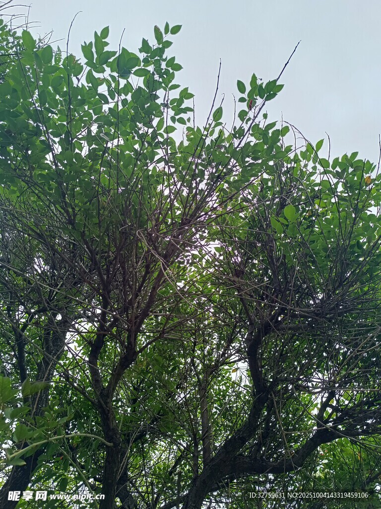 繁茂绿树