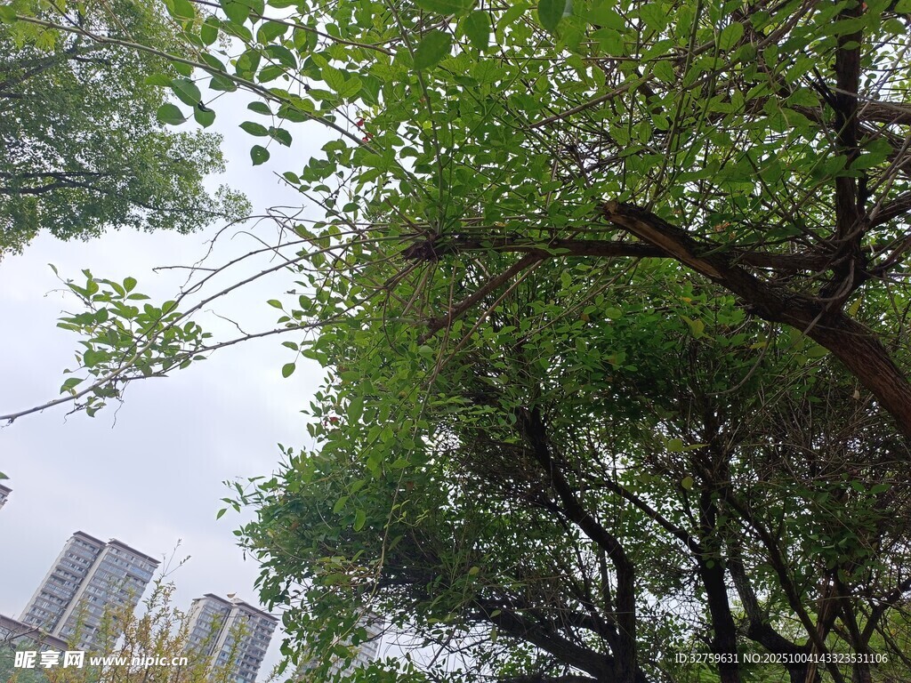 仰视繁茂绿树与远处高楼