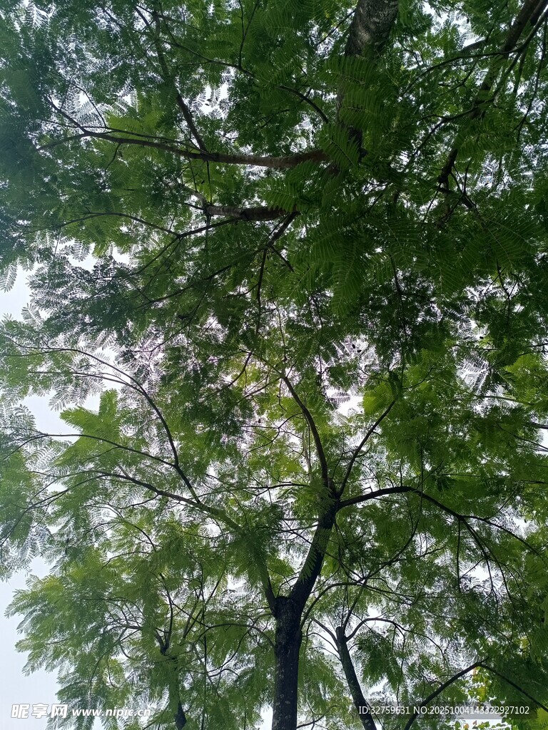 仰视繁茂绿树树冠